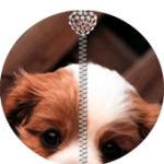 Puppy Chiot For PC Windows