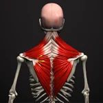 Anatomy by Muscle & Motion For PC Windows