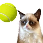 Cat Tennis: Battle Meme For PC Windows