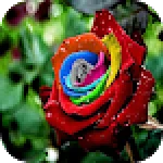 The Best Roses Pictures For PC Windows